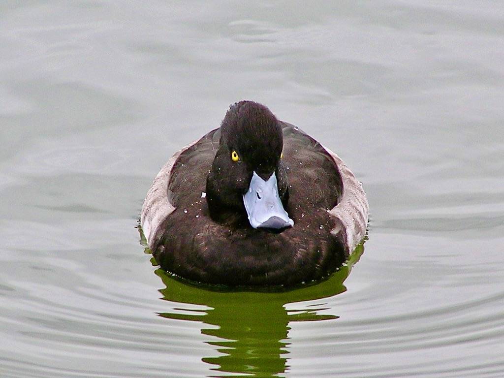 #459 greater scaup (スズガモ) by Nemo's great uncle is marked with CC BY-NC-SA 2.0.